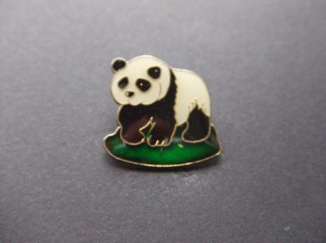 Pandabeer groene gras